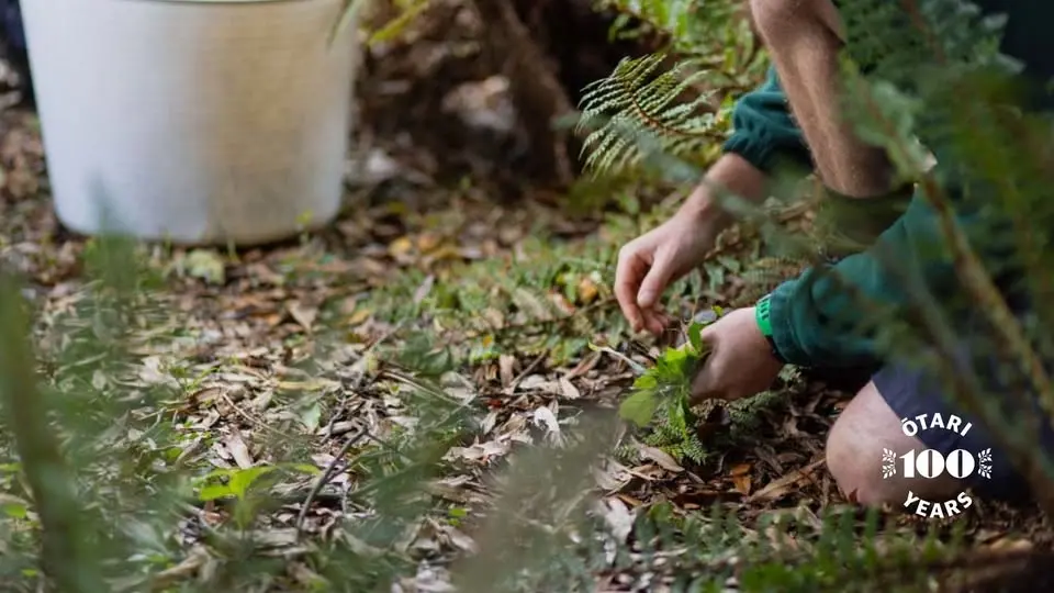 The next weeds that could threaten Ōtari