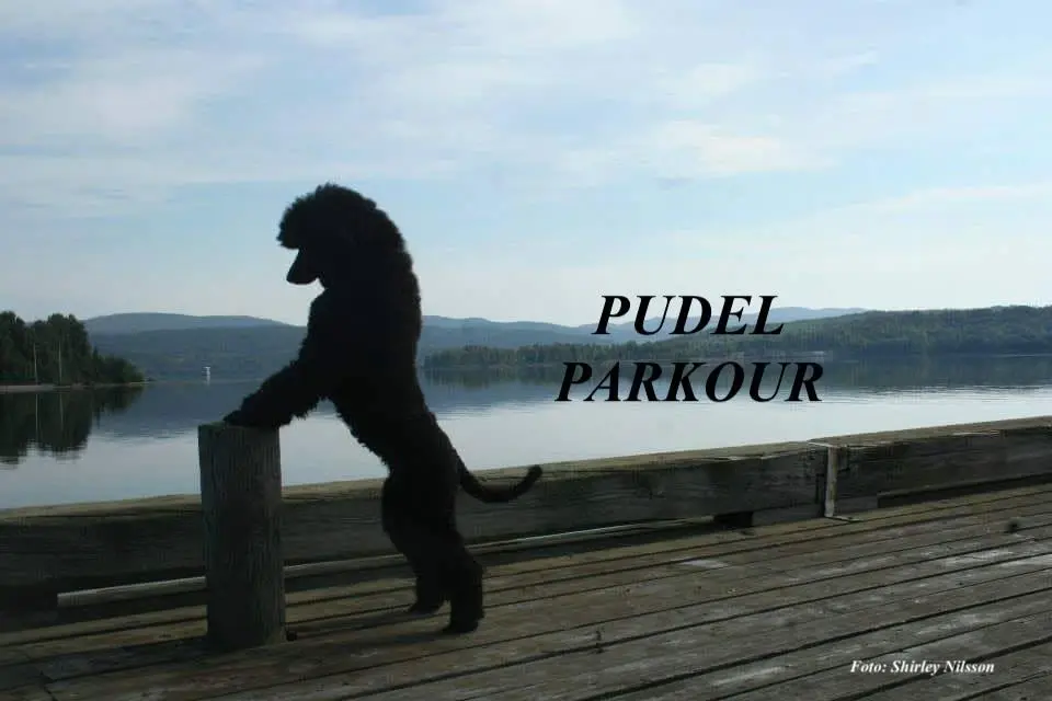 Pudel-Parkour prova på dagtid