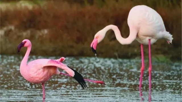 The Evolution of the Flamingo’s Smile