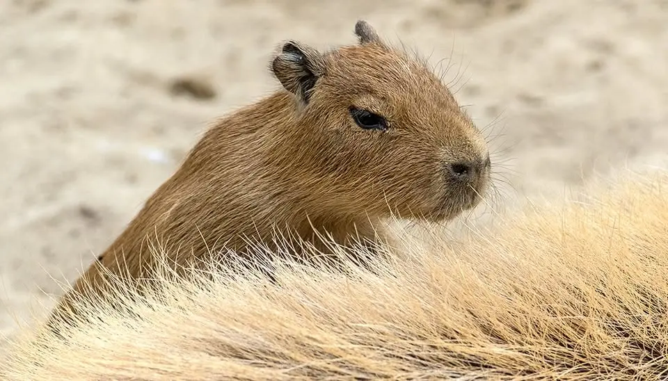 Free Days at the Toronto Zoo